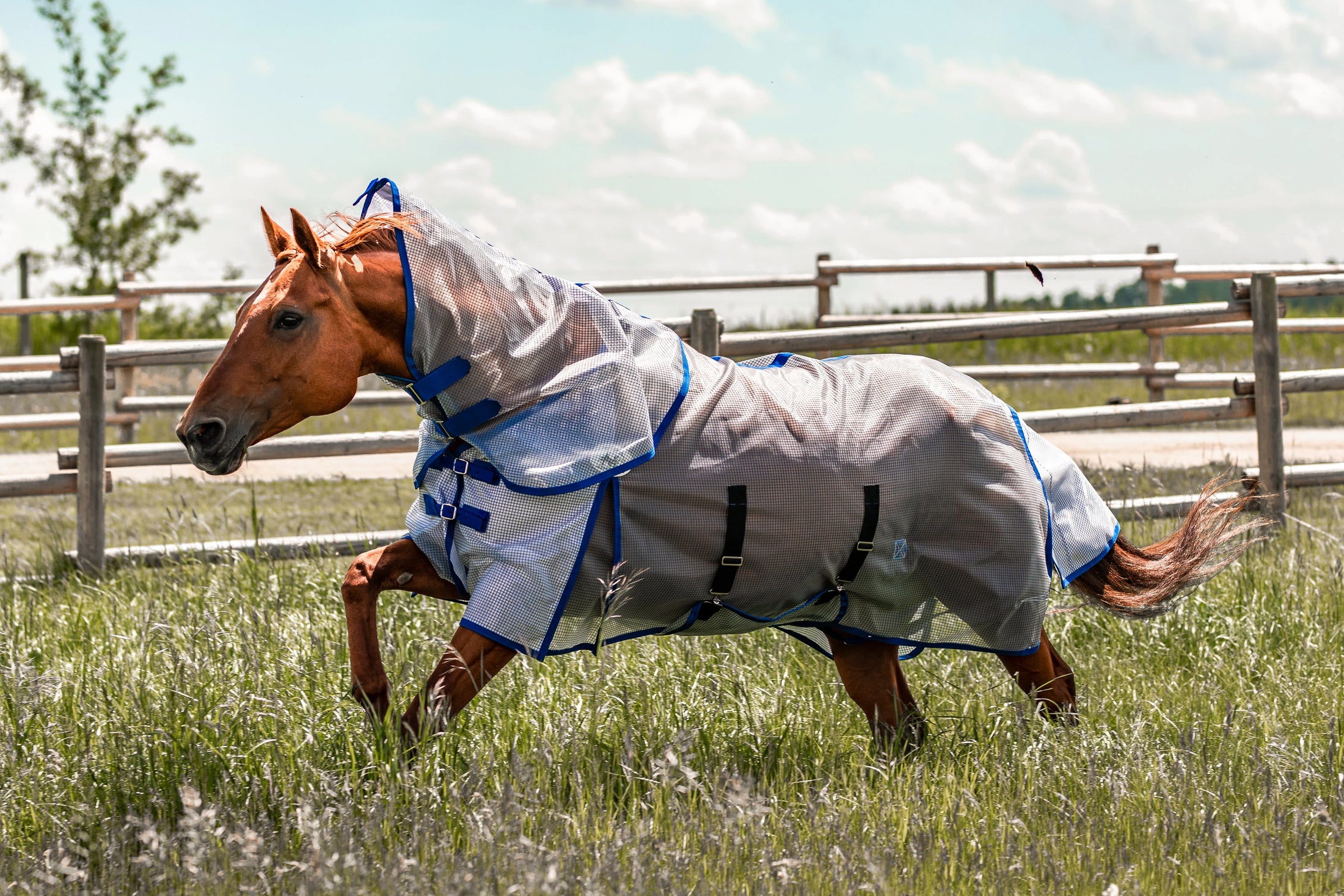 Buzz Off Fly Sheet