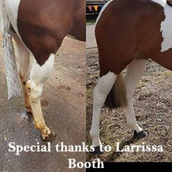 Restore Silver Shampoo