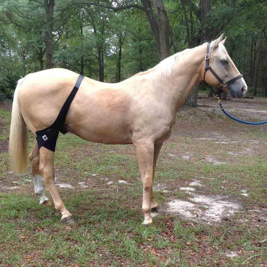 Fenwick LT Stifle Wrap