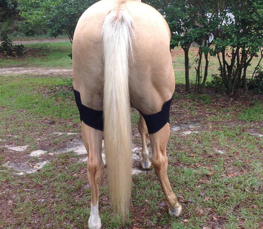 Fenwick LT Stifle Wrap