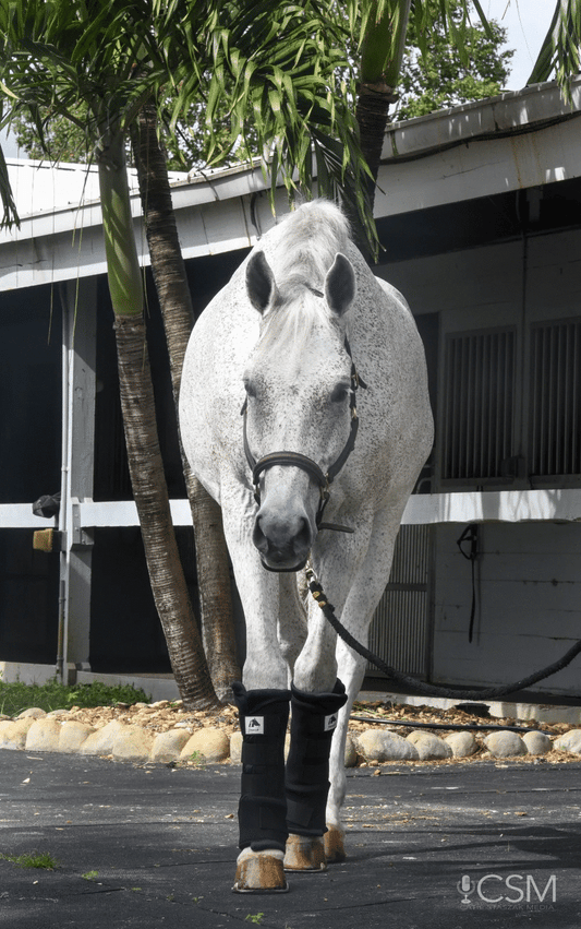 Fenwick LT Quick Wrap