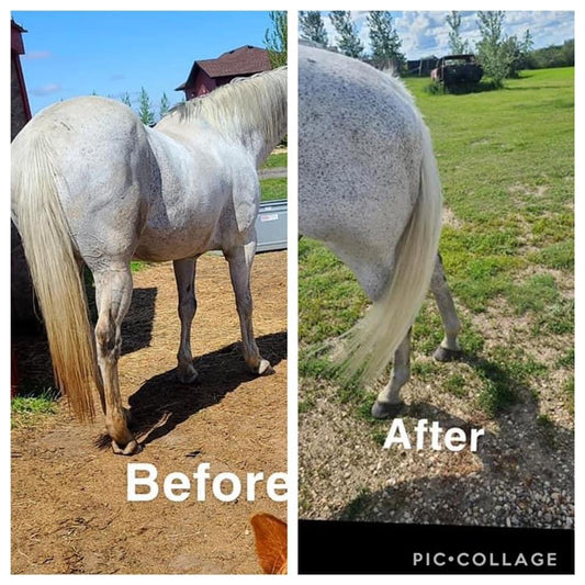 CFS concentrate paste shampoo